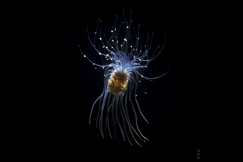 Các nhà nghiên cứu hy vọng rằng việc tìm hiểu sâu hơn về loài sinh vật này và quá trình tiến hóa của chúng sẽ mở ra cánh cửa cho sự khám phá về các mô hình tiến hóa sinh vật khác trên hành tinh chúng ta.