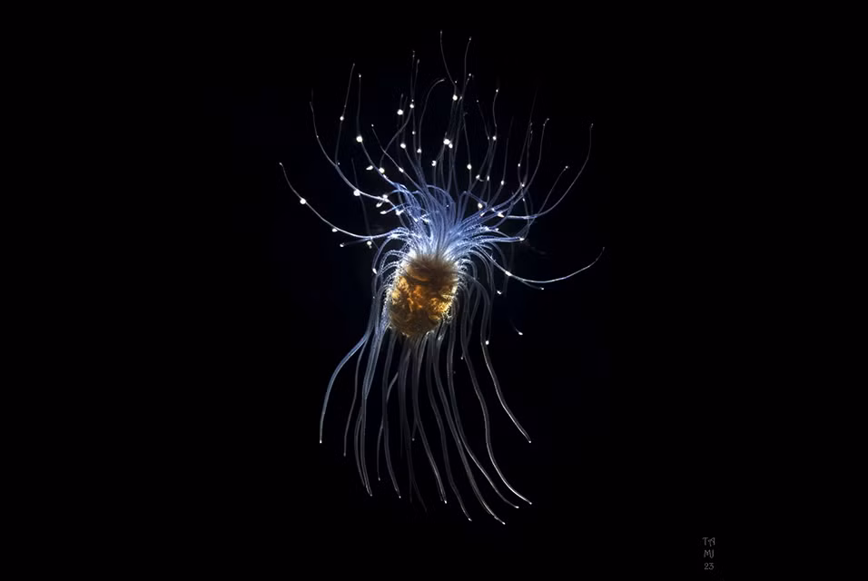 Các nhà nghiên cứu hy vọng rằng việc tìm hiểu sâu hơn về loài sinh vật này và quá trình tiến hóa của chúng sẽ mở ra cánh cửa cho sự khám phá về các mô hình tiến hóa sinh vật khác trên hành tinh chúng ta.