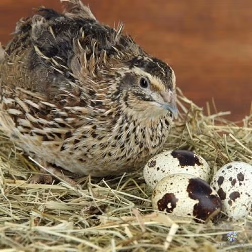 Chim cút cũng đã được thuần hóa và nuôi như gia cầm. Nhờ thuần hóa nhân tạo, chất lượng và hiệu suất sinh sản của chim cút đã được cải thiện đáng kể.