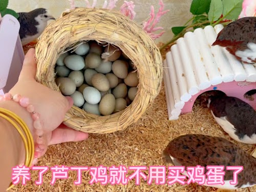 Kích thước của gà rutin nhỏ hơn rất nhiều so với gà thông thường, và chúng cần chăm sóc đặc biệt để đảm bảo sức khỏe và môi trường sống phù hợp.