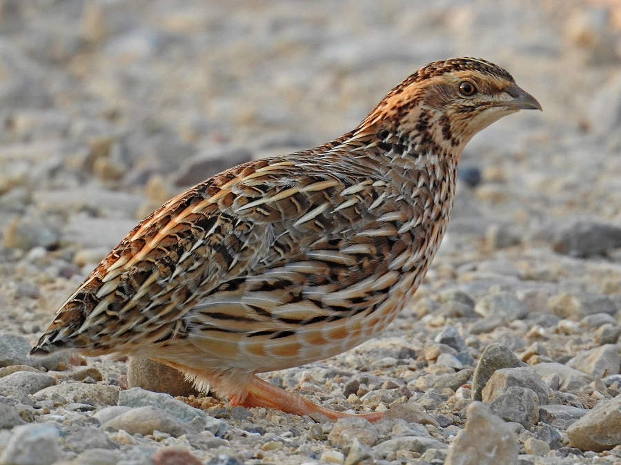 Chim cút là loài chim nhỏ thuộc họ trĩ, được coi là loài chim mắn đẻ nhất trong tự nhiên. Chúng có khả năng sinh sản cao hơn hầu hết các loài chim khác.