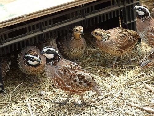 Thức ăn của chim cút dựa chủ yếu vào thức ăn thực vật như kê, ngô, lúa mì và cỏ linh lăng, cần bổ sung đầy đủ khoáng, vitamin và chất dinh dưỡng.