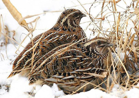 Chim cút di chuyển linh hoạt và có khả năng nhanh chóng tránh nguy hiểm, giúp chúng tồn tại trong môi trường tự nhiên.