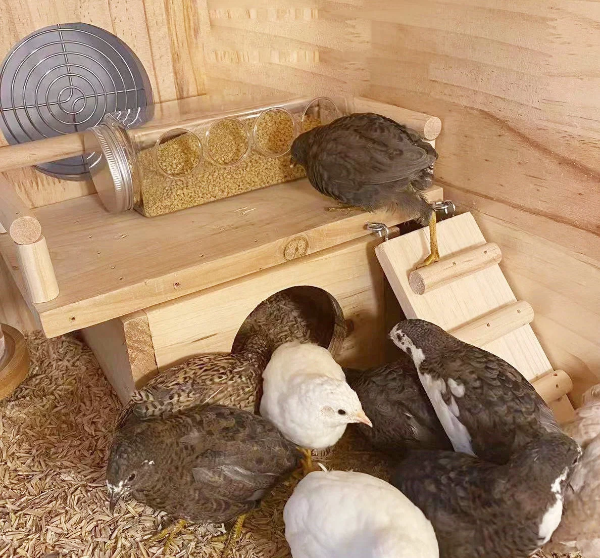 Hơn nữa, hệ thống sinh sản của chim cút có khả năng tự bổ sung tế bào trứng mới nếu có trứng bị hư hỏng hoặc mòn, giúp duy trì tỷ lệ sản xuất trứng cao.