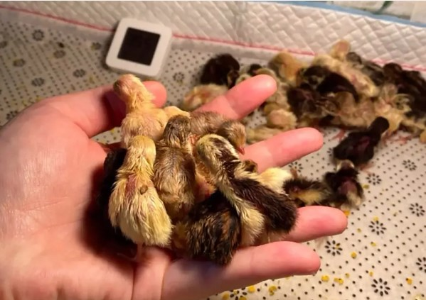 Gà rutin là một giống gà nhỏ được lai tạo từ chim cút và một số giống gà gô nhỏ khác. Gà rutin có khả năng sinh sản tương tự chim cút và có thể đẻ từ 250 đến 300 quả trứng mỗi năm.