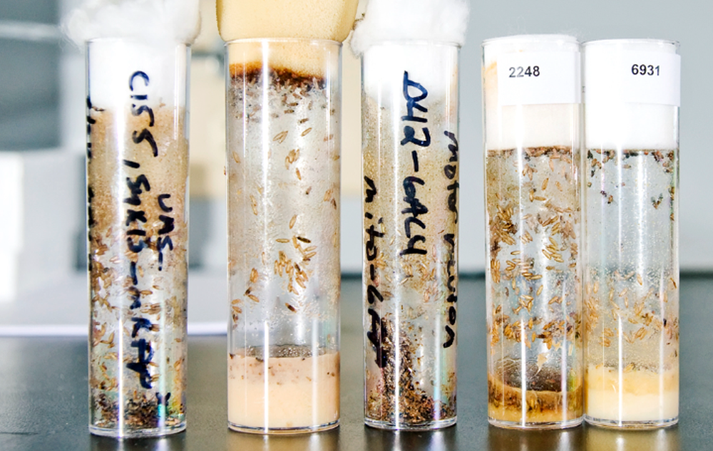 Cụm tế bào thần kinh có hình elip được xác định là nguyên nhân gây ra tình trạng chết sớm của ruồi giấm trong trường hợp này.