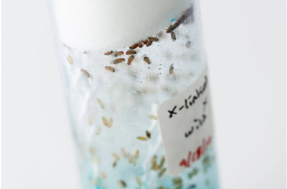 Theo kết quả nghiên cứu, nhóm tế bào thần kinh trong não của ruồi giấm đã già đi nhanh hơn sau khi chứng kiến cái chết của đồng loại.