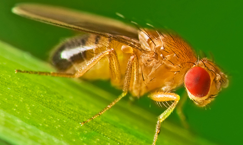 Mới đây, nhóm nghiên cứu dẫn đầu bởi Christi Gendron, nhà sinh học thần kinh tại Đại học Michigan, một trong những trường đại học hàng đầu của Mỹ, đã tìm thấy một manh mối quan trọng về việc tại sao một loài vật khó tiêu diệt lại có tuổi thọ ngắn hơn sau khi chứng kiến cái chết của đồng loại.