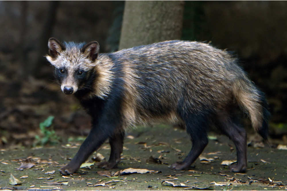 Một số người may mắn trong đoàn khảo cổ đã chụp lại được ảnh của con "quái thú".