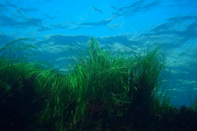 Ngoài việc cô lập carbon, cỏ biển cũng chịu trách nhiệm cung cấp oxy cho đại dương. Qua quá trình quang hợp, cây cỏ biển tạo ra oxy trong quá trình hấp thụ CO2.