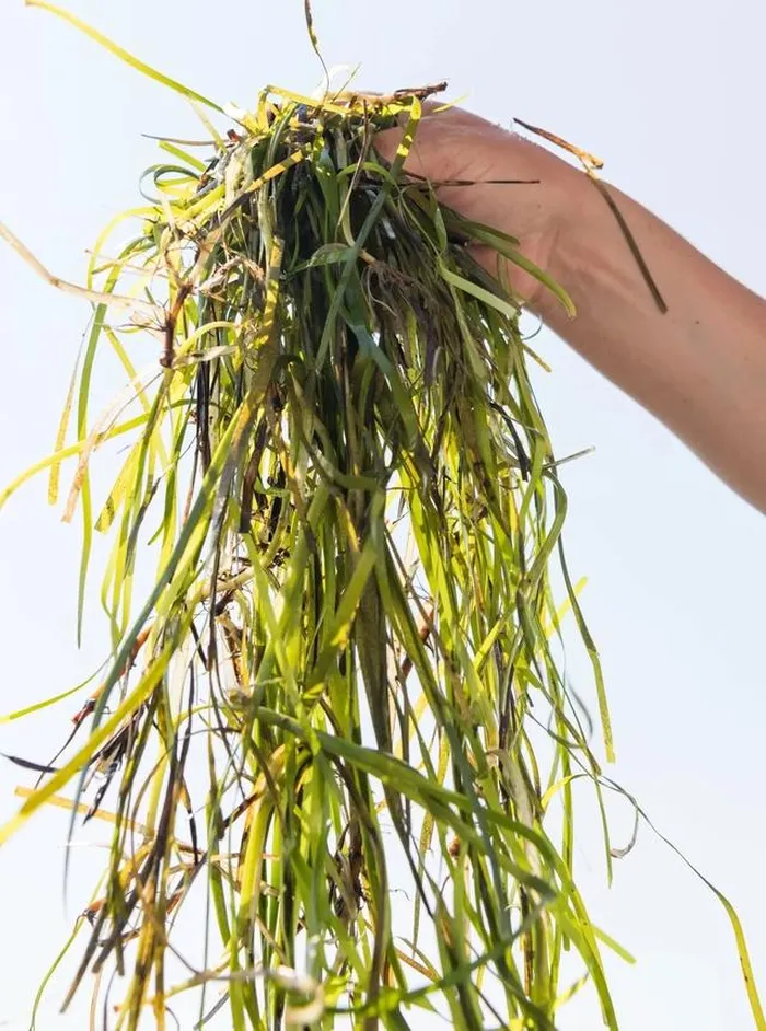 Một trong những khả năng đặc biệt của cỏ biển là khả năng lưu trữ carbon. Khi cây cỏ biển phát triển, nó hấp thụ CO2 từ khí quyển và biến đổi nó thành chất hữu cơ.