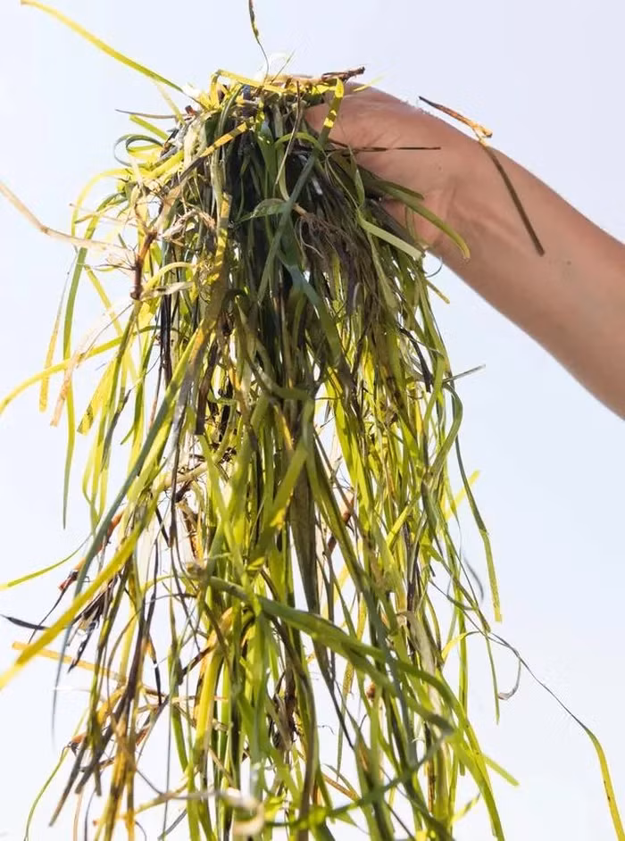 Một trong những khả năng đặc biệt của cỏ biển là khả năng lưu trữ carbon. Khi cây cỏ biển phát triển, nó hấp thụ CO2 từ khí quyển và biến đổi nó thành chất hữu cơ.