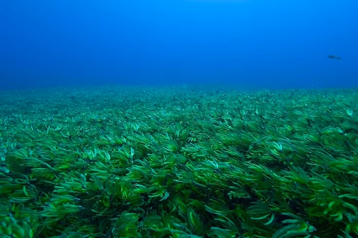 Đặc biệt, cỏ biển cung cấp một môi trường sống cho nhiều loại sinh vật biển, như tảo biển và động vật thủy sinh nhỏ, tạo thành một hệ sinh thái đa dạng và giàu dinh dưỡng.