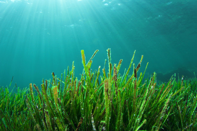 Cỏ biển lưu trữ tới 5% lượng khí carbon dioxide (CO2) và bơm oxy (O2) vào đại dương.
