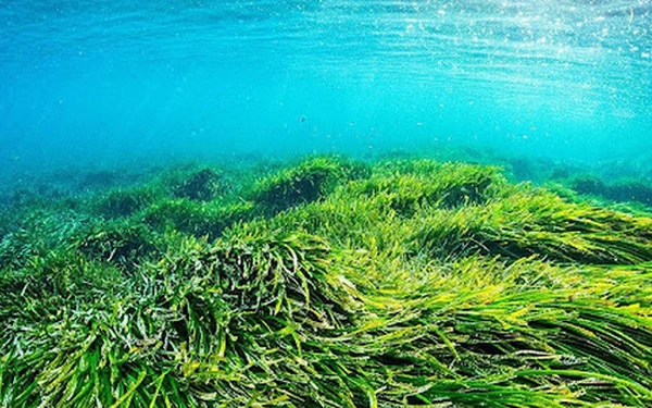 Theo New York Times, các nhà khoa học chỉ ra rằng, việc khôi phục cỏ biển chính là một công cụ mà các cộng đồng ven biển có thể sử dụng để giải quyết vấn đề biến đổi khí hậu.