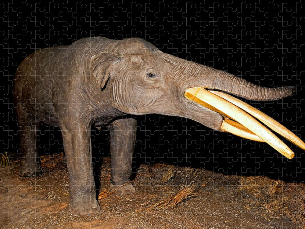 "Gomphothere chúa" này được phát hiện nằm trong tư thế "nằm xuống và chết", với xương còn giữ nguyên vị trí như khi chôn cất cẩn thận.
