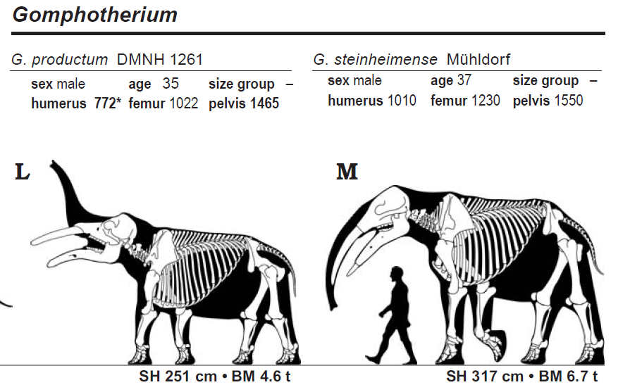 "Gomphothere chúa" này lớn hơn bất kỳ con gomphothere khác từ bất cứ nơi nào trên thế giới. Nó được miêu tả như voi châu Phi với trọng lượng hơn 6 tấn, chiều dài cơ thể có thể lên đến 4 m khi trưởng thành.