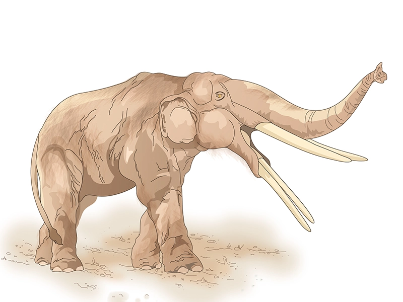 Tuy chưa rõ lý do tại sao có nhiều gomphothere và các loài vật khác tập trung ở lòng sông khu vực Montbrook, nhưng các nhà nghiên cứu đưa ra một giả thuyết.