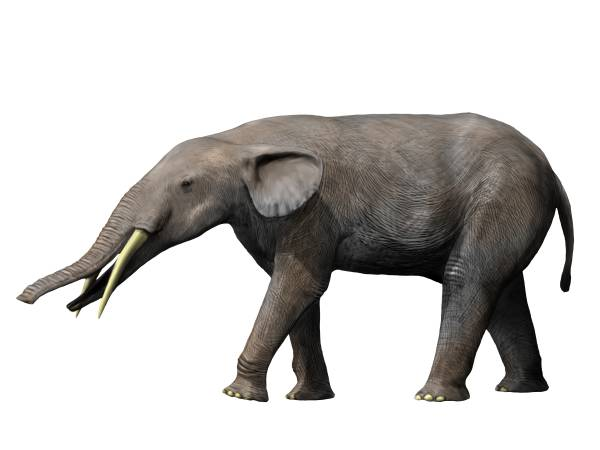 Đáng chú ý nhất trong số đó là gomphothere, một loài quái thú có biểu hiện giống mặt quỷ, đã sống ở Florida khoảng 6 triệu năm trước.