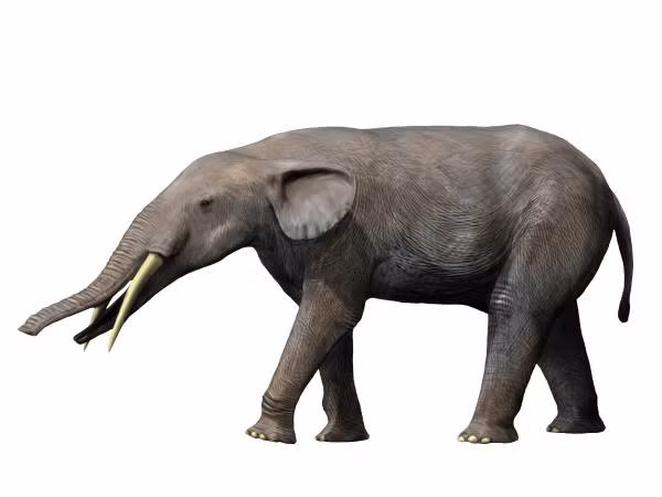 Đáng chú ý nhất trong số đó là gomphothere, một loài quái thú có biểu hiện giống mặt quỷ, đã sống ở Florida khoảng 6 triệu năm trước.