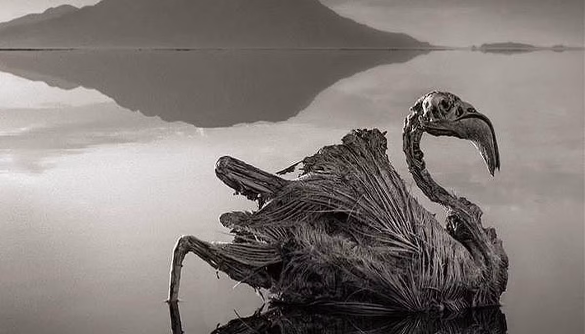 2. Hồ Natron: Động vật chết trong hồ được biến thành tượng, thông qua quá trình vôi hóa. Sự hiện diện của khối lượng lớn bicarbonate natri đảm bảo chúng biến thành xác ướp. Và vì độ kiềm cao, hồ có màu đỏ. Đây là lý do tại sao hồ này còn được gọi là Hồ ma.