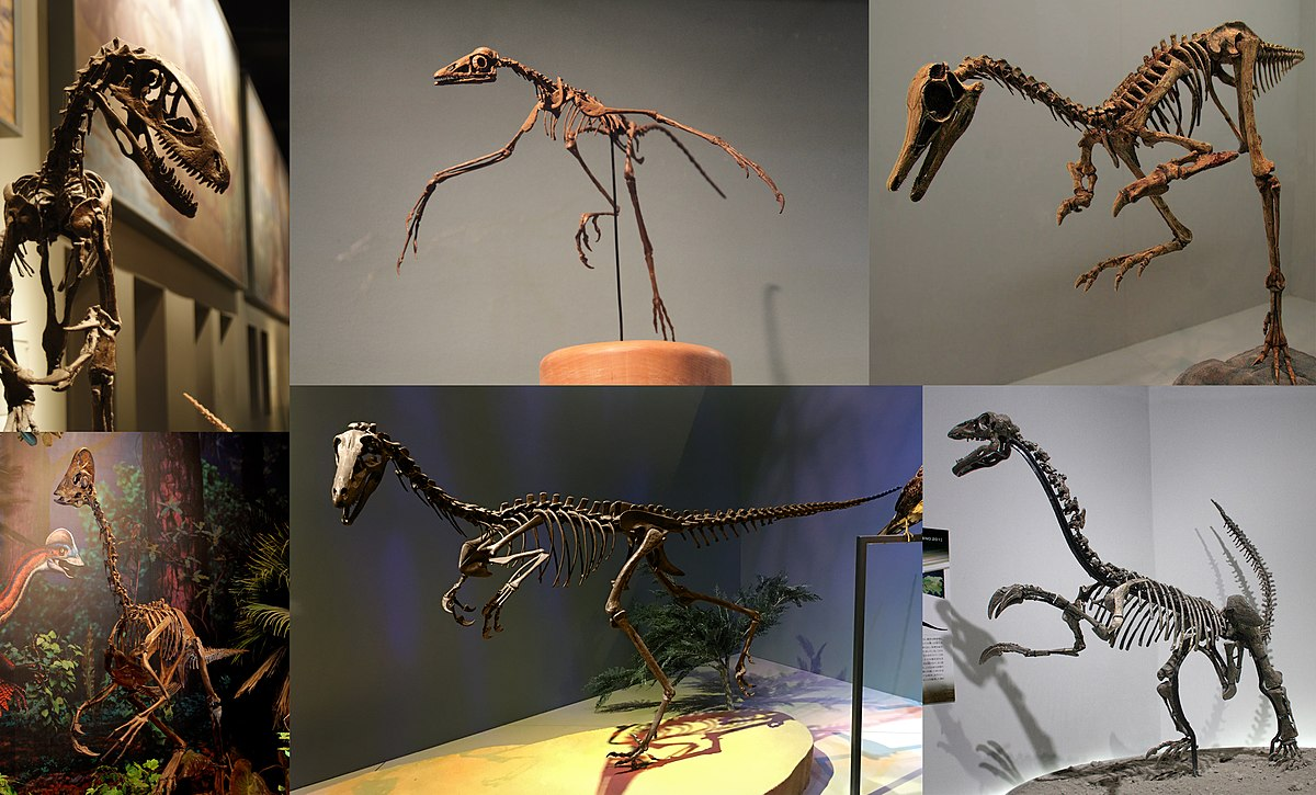 Hóa thạch của Migmanychion laiyang đã được khai quật tại Đồi Bồ Câu, một địa danh nằm trong hệ tầng Long Giang của Nội Mông, Trung Quốc.