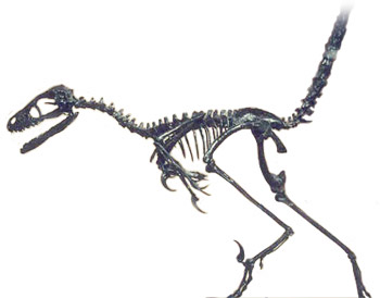 Công bố về nghiên cứu này trên tạp chí khoa học Cretaceous Research đánh dấu một bước tiến quan trọng trong việc khám phá và khôi phục lại hình ảnh của thế giới xa xưa, đem lại sự kích thích và sự ngạc nhiên đối với cộng đồng khoa học và công chúng.