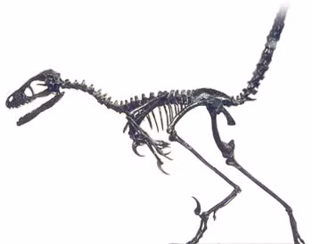 Công bố về nghiên cứu này trên tạp chí khoa học Cretaceous Research đánh dấu một bước tiến quan trọng trong việc khám phá và khôi phục lại hình ảnh của thế giới xa xưa, đem lại sự kích thích và sự ngạc nhiên đối với cộng đồng khoa học và công chúng.