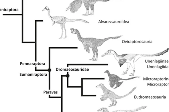 Điểm đáng chú ý của nó là cánh tay dài và bàn tay chỉ có ba ngón, cùng với xương hình bán nguyệt đặc biệt ở cổ tay. Điều này làm cho loài quái vật này trở nên độc đáo và khác biệt so với các thành viên khác trong nhóm.