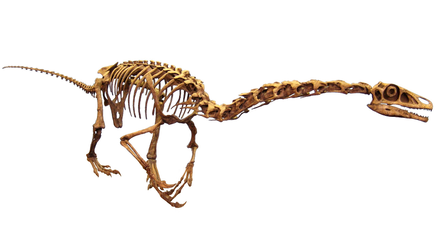 Migmanychion laiyang đã mở ra một cánh cửa mới để hiểu thêm về sự tiến hóa của các loài khủng long và các loài chim ngày nay.