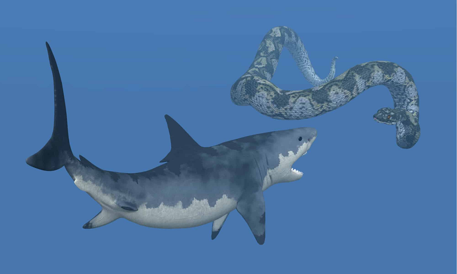 Cuộc chiến giữa Megalodon và Titanoboa không thể xảy ra trong thực tế do hai loài này đã tuyệt chủng từ lâu. Tuy nhiên, qua việc phân tích các đặc điểm và khả năng của chúng, ta có thể suy đoán kịch bản giả định của cuộc đụng độ này.