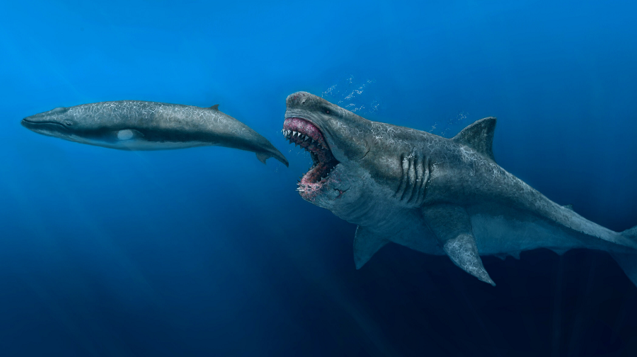 Với chiều dài 18 mét, Megalodon có khả năng tạo ra lực cắn mạnh mẽ, đủ để nghiền nát một chiếc ô tô. Sở hữu hàm rộng 3 mét và khoảng 276 chiếc răng sắc nhọn, cá mập này là một thợ săn mồi vô cùng đáng sợ ở môi trường nước.