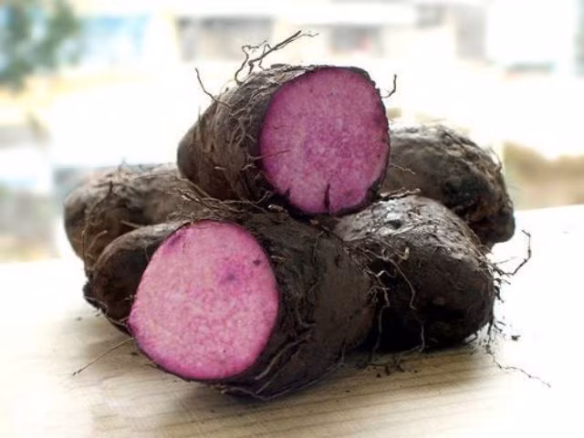 Đặc biệt, chất anthocyanin trong màu tím của khoai mỡ tím còn được cho là có tác dụng chống viêm và chống ung thư.
