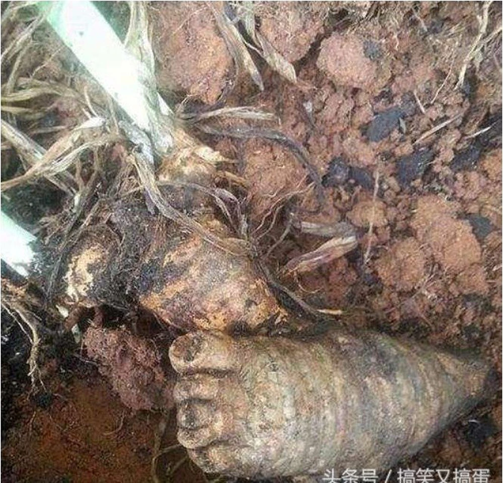 Lúc đầu, lão nông đã phải khóc thét khi thấy một vật thể có hình dáng rất giống với một bàn chân người. Ông đã chạy vội về làng và báo cáo với cảnh sát địa phương.