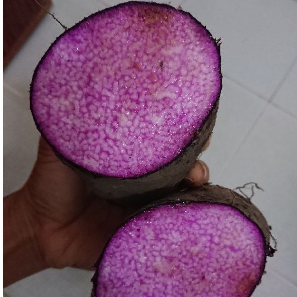 Ngoài ra, khoai mỡ tím cũng có khả năng giảm cholesterol và hỗ trợ quản lý cân nặng. Chất xơ trong khoai mỡ tím giúp cải thiện chức năng tiêu hóa, ổn định đường huyết và giảm nguy cơ bệnh tim mạch.