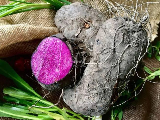 Khoai mỡ tím là một loại cây khoai có nguồn gốc từ Đông Nam Á và châu Phi. Đặc biệt, nó được biết đến với màu sắc tím đậm và hương vị độc đáo. Khoai mỡ tím không chỉ là một nguồn thực phẩm giàu dinh dưỡng mà còn mang lại nhiều lợi ích cho sức khỏe.