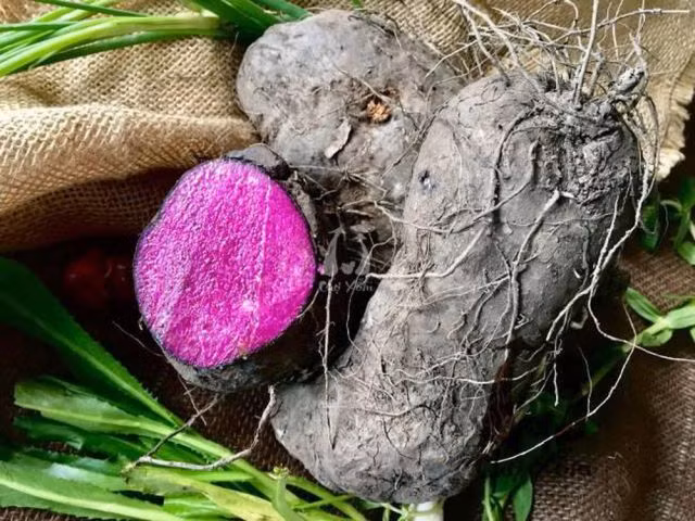 Khoai mỡ tím là một loại cây khoai có nguồn gốc từ Đông Nam Á và châu Phi. Đặc biệt, nó được biết đến với màu sắc tím đậm và hương vị độc đáo. Khoai mỡ tím không chỉ là một nguồn thực phẩm giàu dinh dưỡng mà còn mang lại nhiều lợi ích cho sức khỏe.