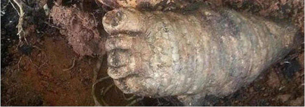 Sau khi đến nơi, các cảnh sát đã phá lên cười vì "vật thể hình bàn chân" mà ông lão nói thực ra chỉ là một loại củ mà họ không biết. Nhờ sự giúp đỡ của chuyên gia, lai lịch của "vật thể lạ" này mới được làm rõ. Nó chính là một củ khoai mỡ tím.