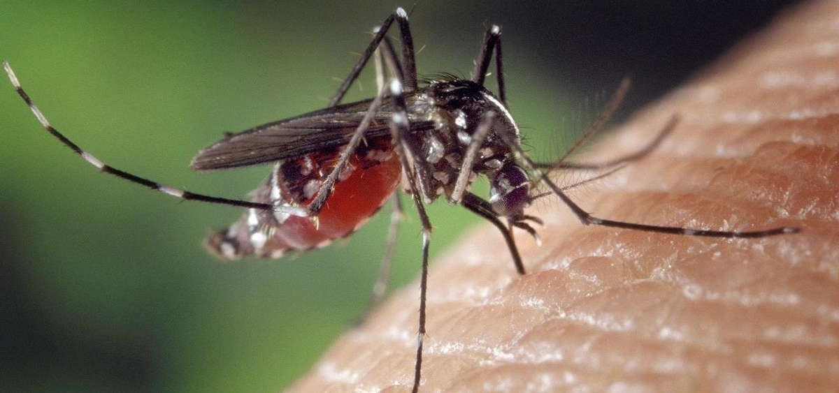 Bệnh này được lây truyền qua vết cắn của muỗi aedes aegypti, và có các triệu chứng bao gồm sốt, đau mắt, đau đầu, đau cơ và khớp, buồn nôn, nôn và mệt mỏi.