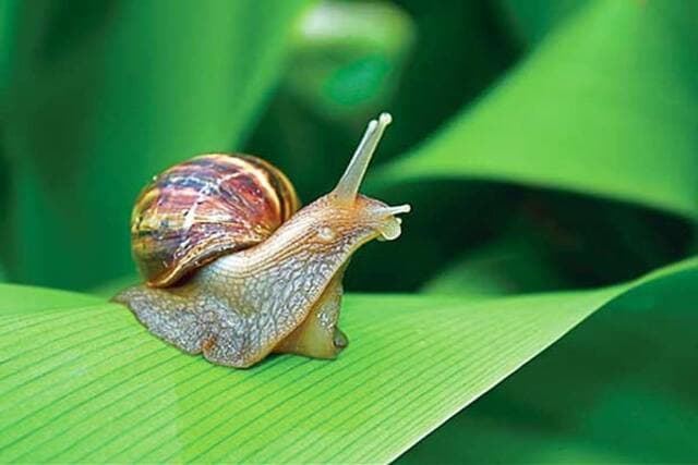 Chúng có thể ăn hết các loại cây trồng và gây thiệt hại cho nông nghiệp và vườn trồng hoa. Ốc sên có thể tạo ra tổ đàn lớn và làm thay đổi cấu trúc môi trường địa phương.