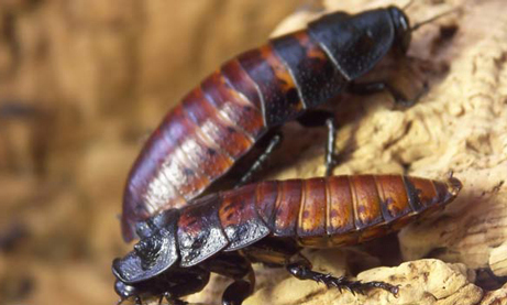 Do ăn tạp nên gián đất mang theo nhiều mầm bệnh, và là vật trung gian truyền bệnh. Theo Tổ chức Y tế thế giới (WHO), các chuyên gia về dịch tễ học đã phân lập được ít nhất 32 loài vi khuẩn có trong gián.