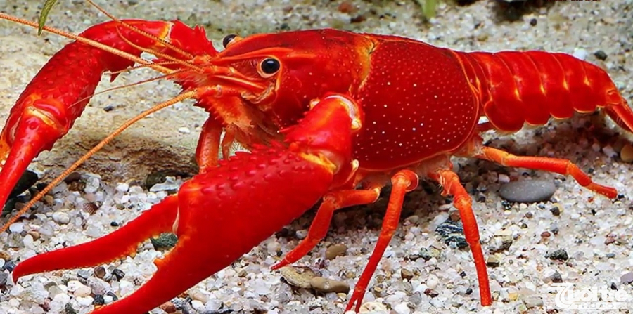 Chúng còn là vật chủ lây truyền, phát tán nhiều loại bệnh dịch ra môi trường, cạnh tranh thức ăn, tiêu diệt loài tôm, cá bản địa.