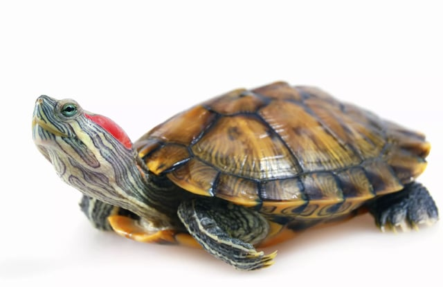 Rùa tai đỏ thường mang trong mình nhiều khuẩn gây bệnh, có thể khiến các sinh vật trong khu vực chịu nhiều tổn thương, thậm chí diệt vong và còn gây nguy hiểm cho cả con người.