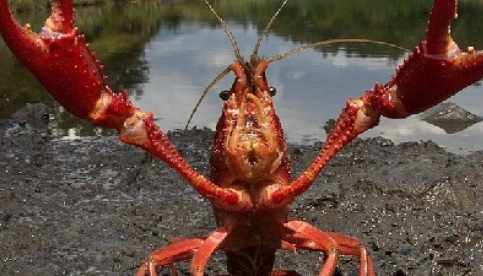 5. Tôm càng đỏ: Việt Nam đã nhập khẩu tôm hùm đất từ Trung Quốc, nuôi thử nghiệm ở tỉnh Phú Thọ, Ninh Bình và Hà Nam vào năm 2006. Kết quả cho thấy loài này sống ẩn nấp trong rễ cây ven sông hồ, thậm chí bò lên cạn thở bằng oxy, thường đào hang sâu 1-2 m nên có khả năng phá hủy hệ thống tưới tiêu nông nghiệp.