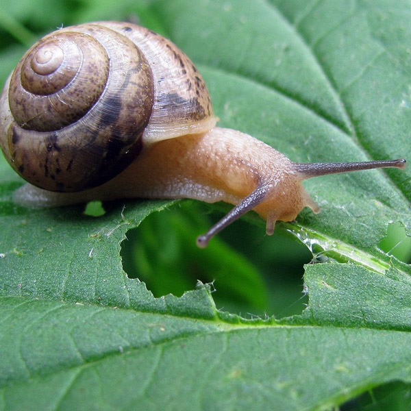 2. Ốc sên là một loài động vật không xương sống với khả năng sinh sản nhanh chóng và khả năng thích nghi cao với môi trường.