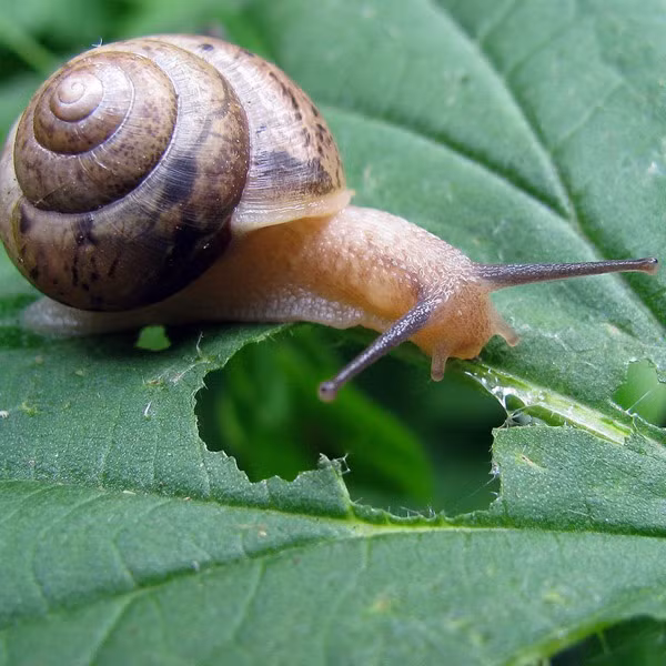 2. Ốc sên là một loài động vật không xương sống với khả năng sinh sản nhanh chóng và khả năng thích nghi cao với môi trường.