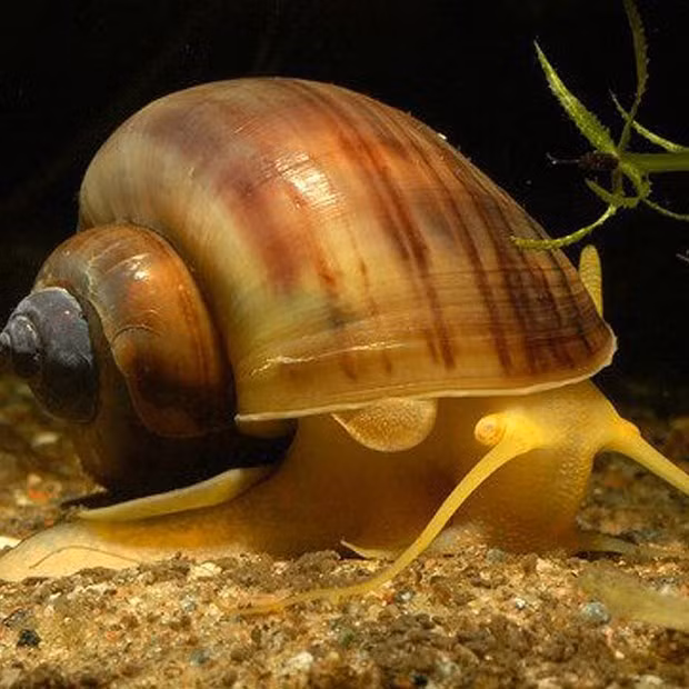 3. Ốc bươu vàng có nguồn gốc Trung và Nam Mĩ. Ốc được du nhập vào Việt Nam trong những năm 1985-1988 để chăn nuôi làm thức ăn.