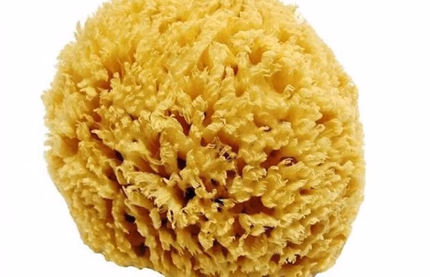 Chúng không chỉ đóng vai trò là " ông tổ muôn loài" mà còn mang trong mình các thông tin gen quan trọng về sự phát triển và tiến hóa của các loài động vật phức tạp hiện nay.