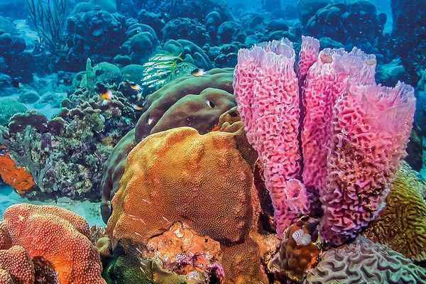 Bằng cách so sánh các mô hình genetichình thành của bọt biển và các loài khác, các nhà khoa học đã phát hiện ra sự tương đồng và các mô hình chung về sự phát triển của các loài động vật.