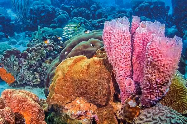 Bằng cách so sánh các mô hình genetichình thành của bọt biển và các loài khác, các nhà khoa học đã phát hiện ra sự tương đồng và các mô hình chung về sự phát triển của các loài động vật.